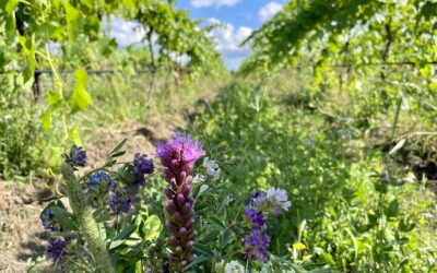 Why Cover Crops Are The Hidden Heroes of Vineyards